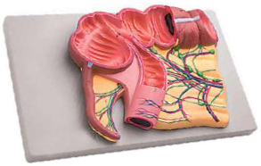 Caecum and Appendix